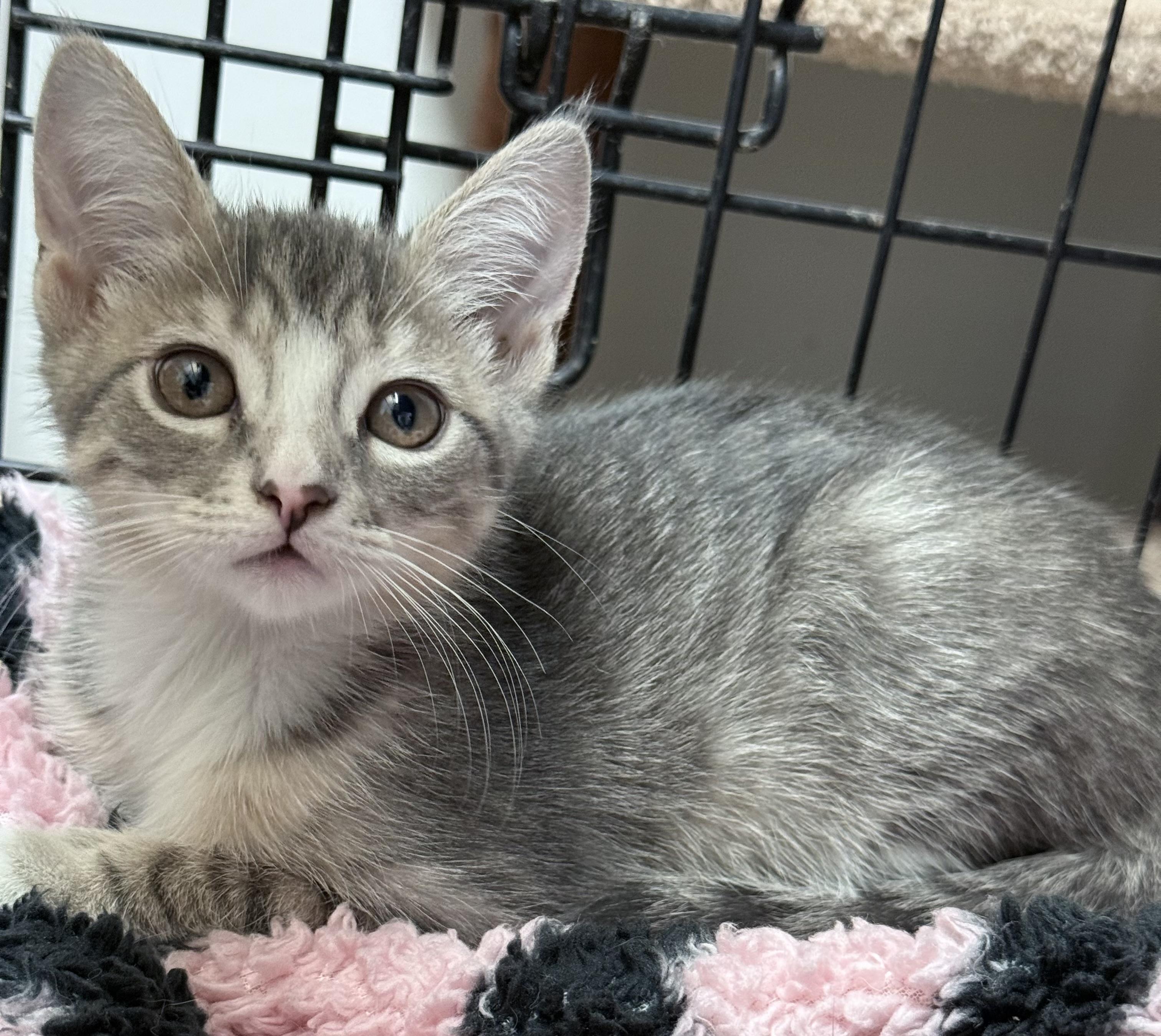 Enlarge Chloe, a Adopted mixed breed in Long Beach, NY image 1/1