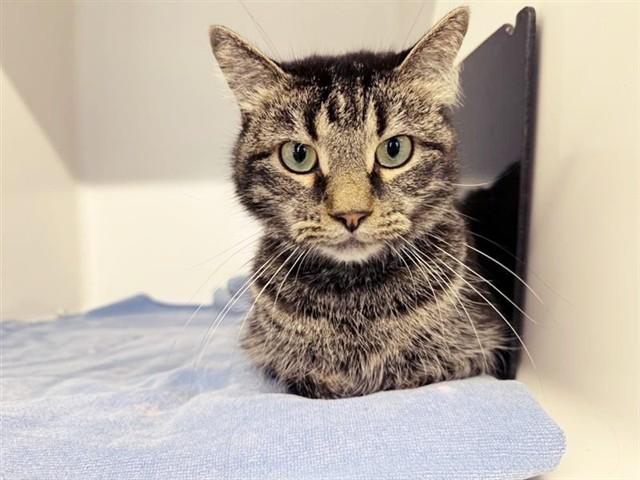ADDISON, Adoptable, Adult Male Domestic Medium Hair.