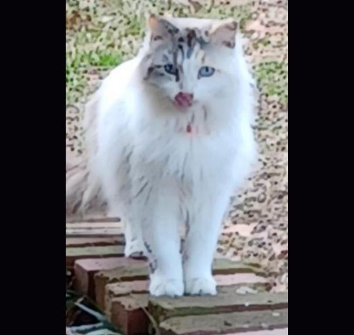 Silvia, an adoptable Ragdoll in Columbia, SC, 29210 | Photo Image 1