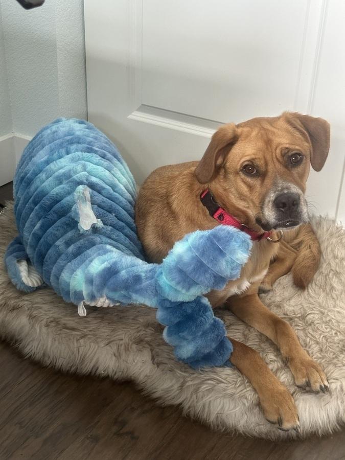 Walter, a Adoptable mixed breed in Denver, CO image 3/6