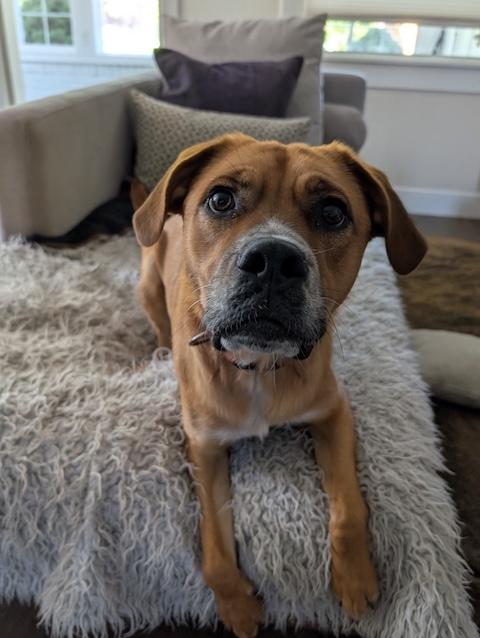 Walter, Adoptable, Adult Male Australian Cattle Dog / Blue Heeler & Boxer.