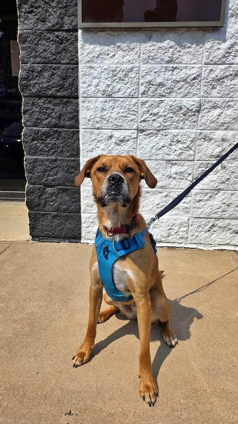 Walter, a Adoptable mixed breed in Denver, CO image 5/6
