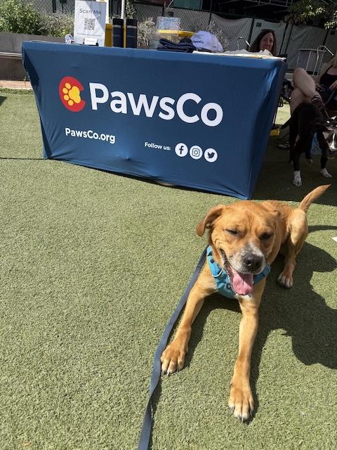 Walter, a Adoptable mixed breed in Denver, CO image 4/6