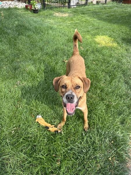 Walter, Adoptable, Adult Male Australian Cattle Dog / Blue Heeler & Boxer.