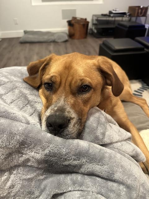 Walter, a Adoptable mixed breed in Denver, CO image 6/6