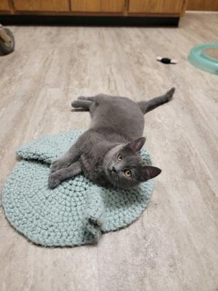 Enlarge Gracie, a Adoptable mixed breed in Fergus Falls, MN image 1/2