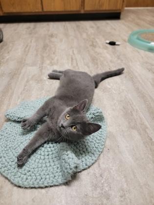 Enlarge Gracie, a Adoptable mixed breed in Fergus Falls, MN image 2/2