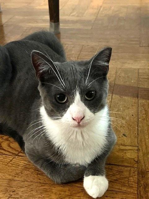 Albany, Adopted, Young Male Domestic Short Hair.