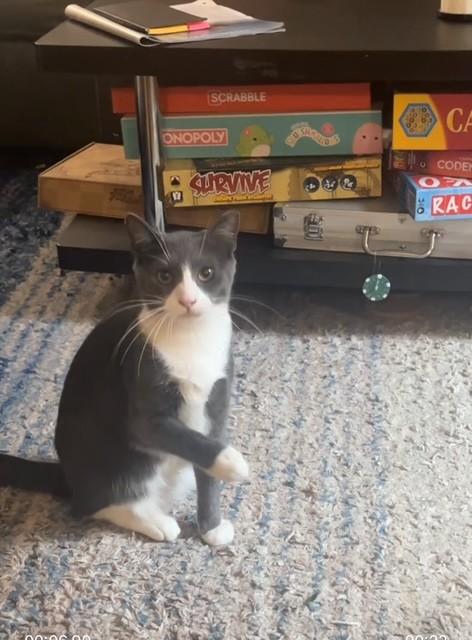 Albany, a Adopted Domestic Short Hair in New York, NY image 2/5