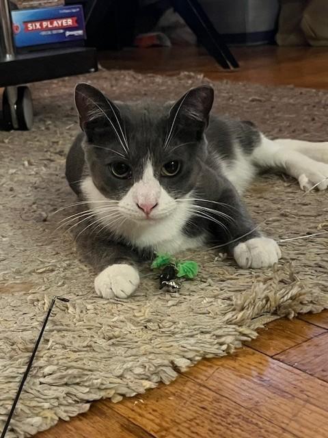 Albany, a Adopted Domestic Short Hair in New York, NY image 3/5