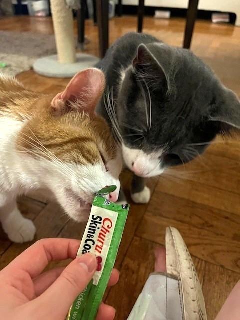 Albany, a Adopted Domestic Short Hair in New York, NY image 5/5