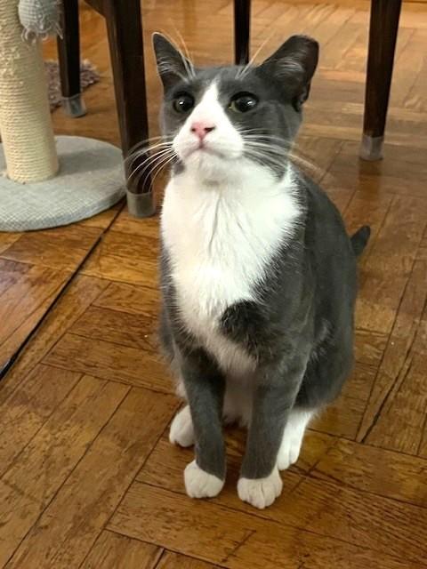 Albany, a Adopted Domestic Short Hair in New York, NY image 4/5