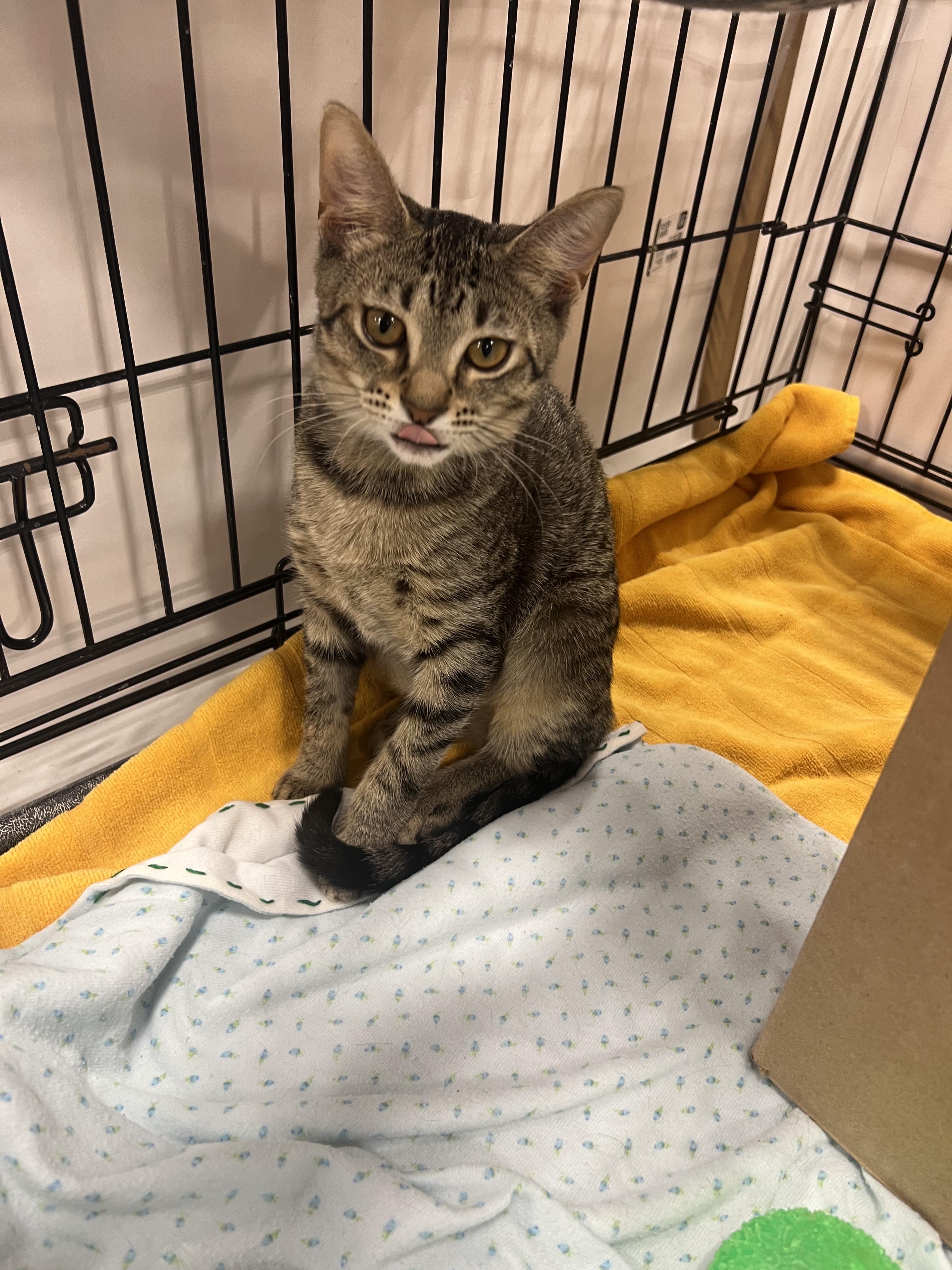 Kira, a ADOPTABLE mixed breed in Kissimmee, FL image 1/2