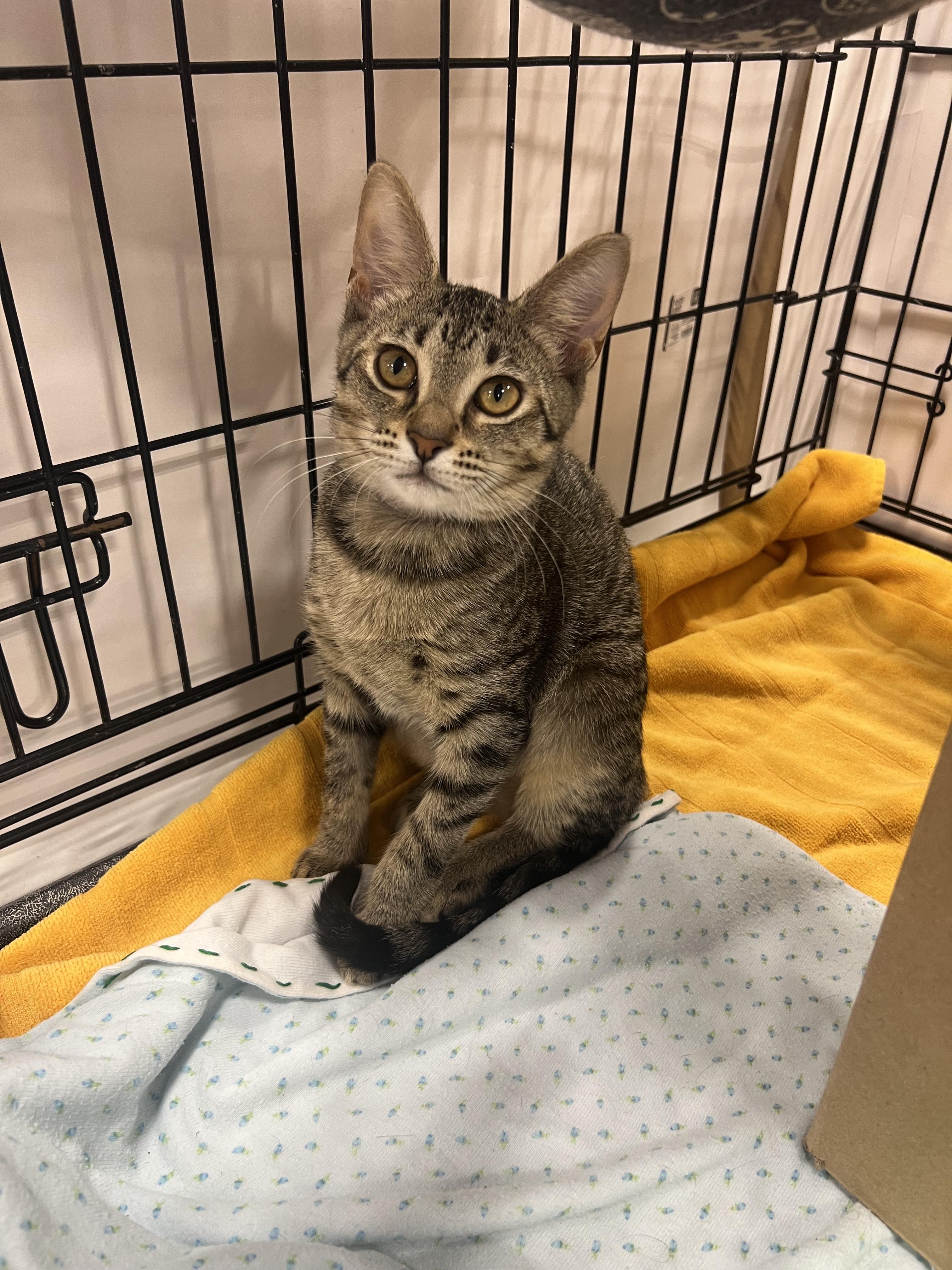 Kira, ADOPTABLE, Young Female Tabby & Turkish Van.