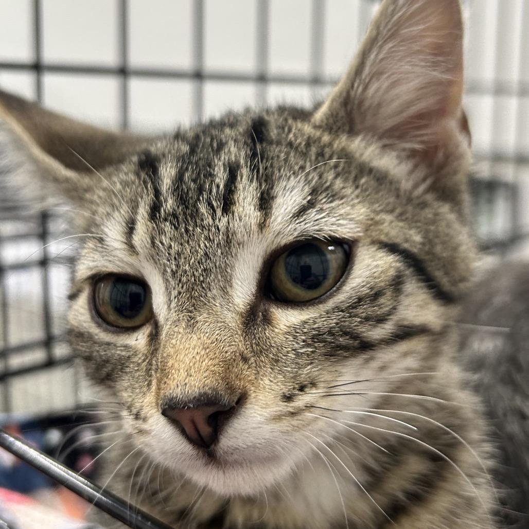 Curly, Adoptable, Young Male Domestic Short Hair.