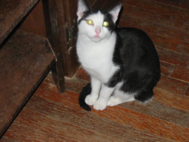 Enlarge Rosemary, a Adoptable Domestic Short Hair in Brooklyn, NY image 1/4