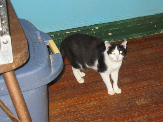 Enlarge Rosemary, a Adoptable Domestic Short Hair in Brooklyn, NY image 2/4