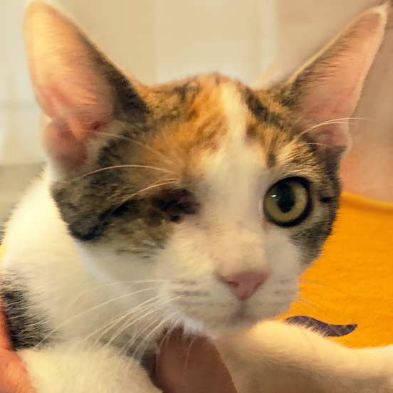 Ivy - Absolute Sweetheart, a Adoptable Domestic Short Hair in Mansfield, OH image 1/3