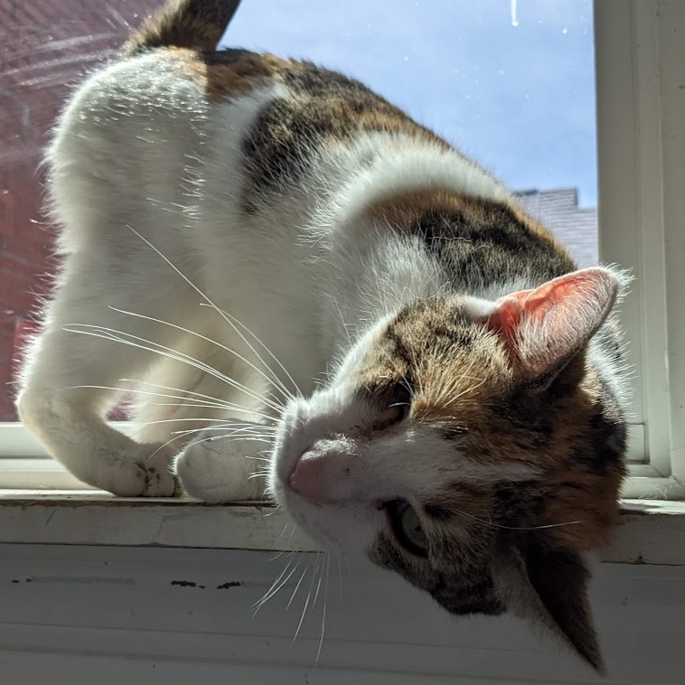 Ivy - Absolute Sweetheart, a Adoptable Domestic Short Hair in Mansfield, OH image 3/3