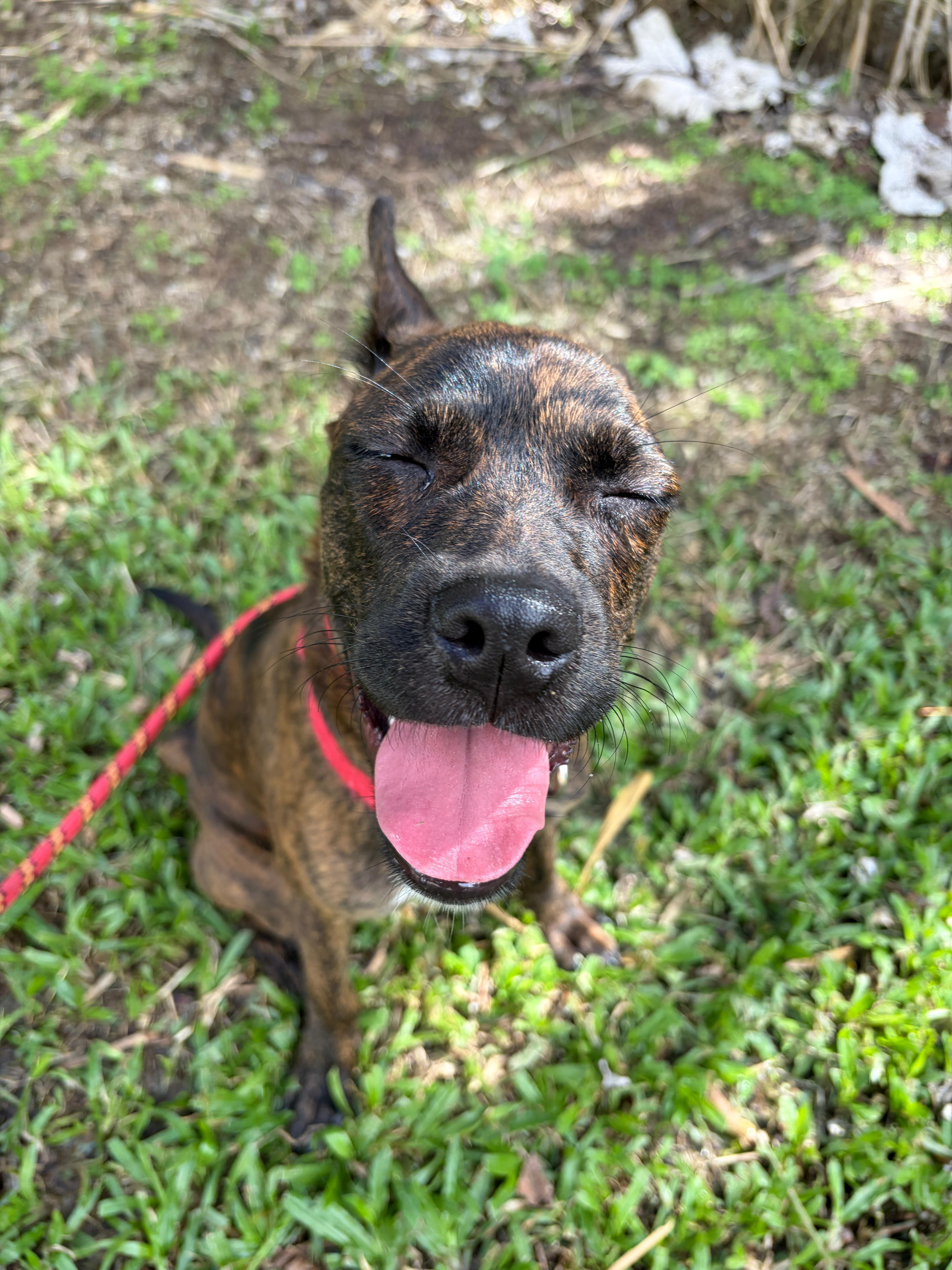 Enlarge Ophelia, a Adoptable mixed breed in Morristown, NJ image 4/5