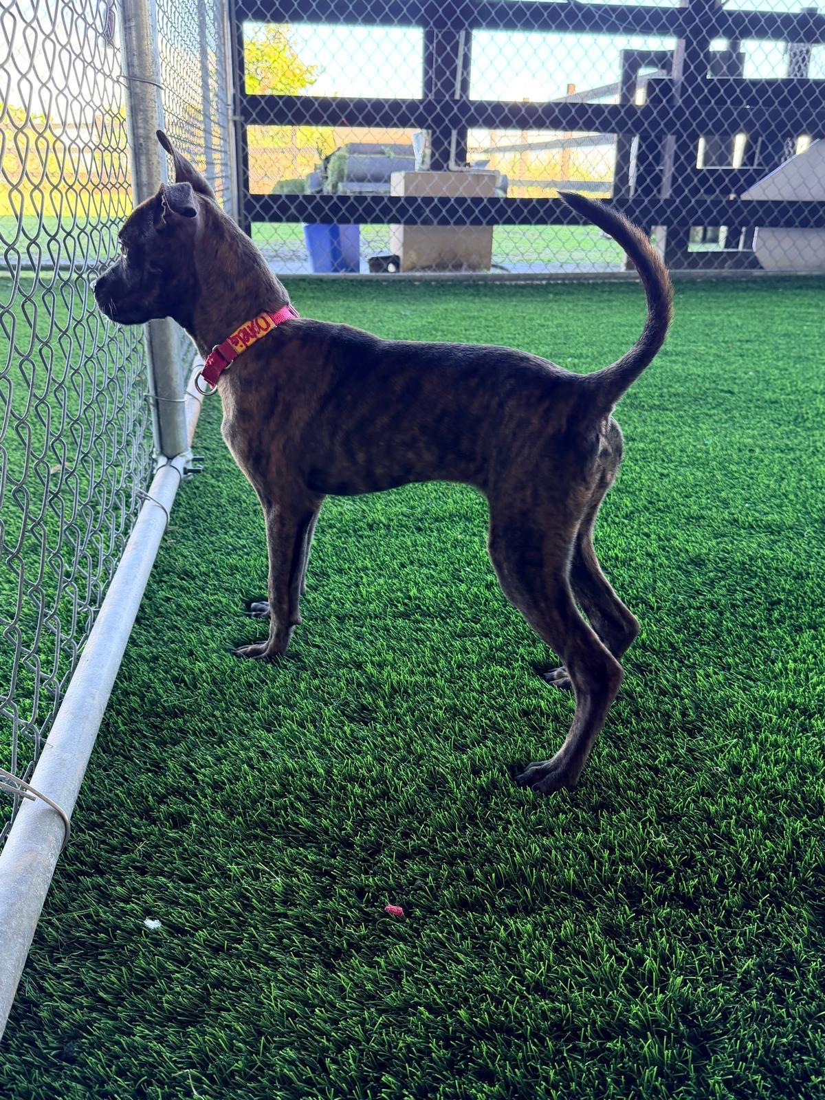 Enlarge Ophelia, a Adoptable mixed breed in Morristown, NJ image 5/5