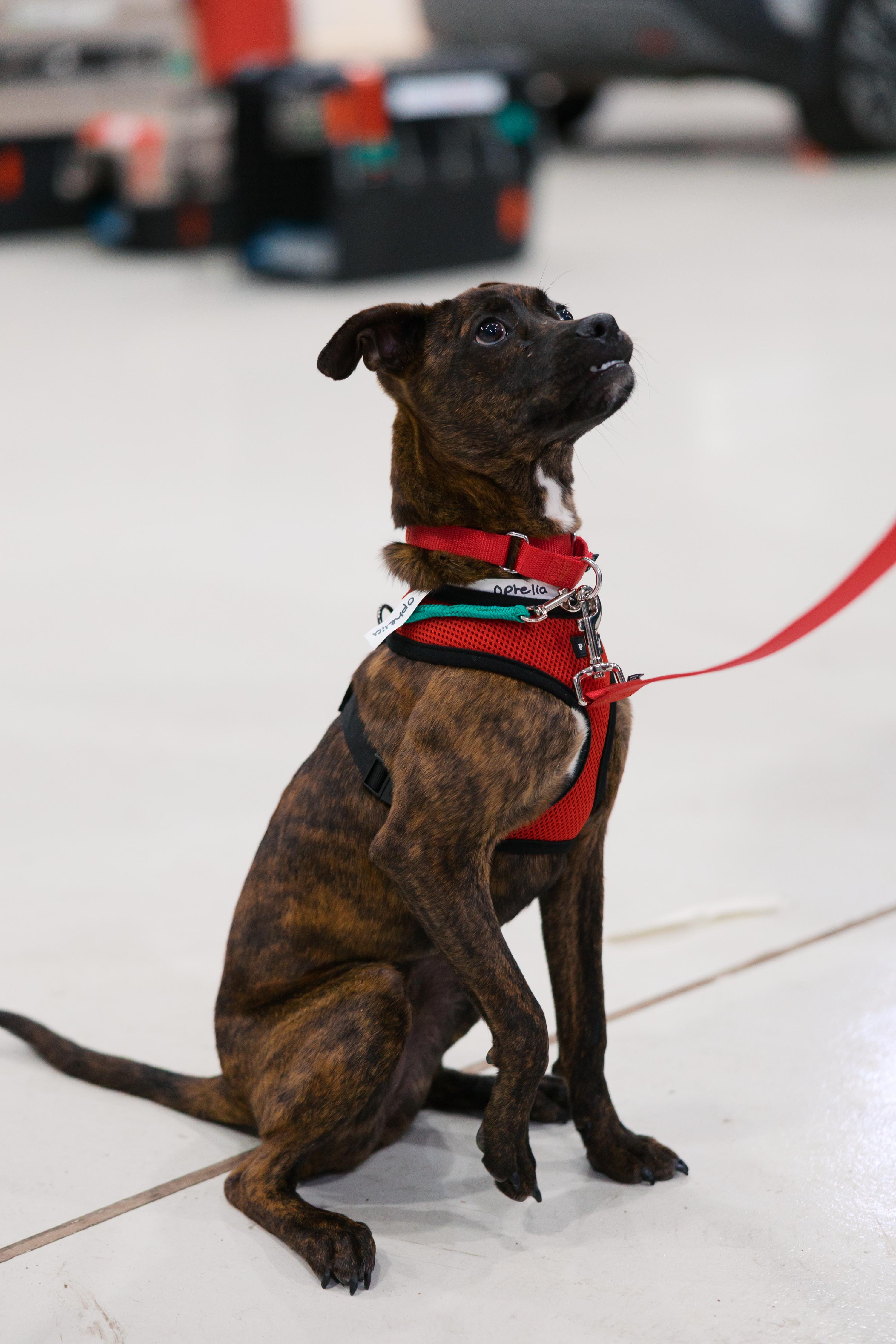 Ophelia, a Adoptable mixed breed in Brooklyn, NY image 2/5