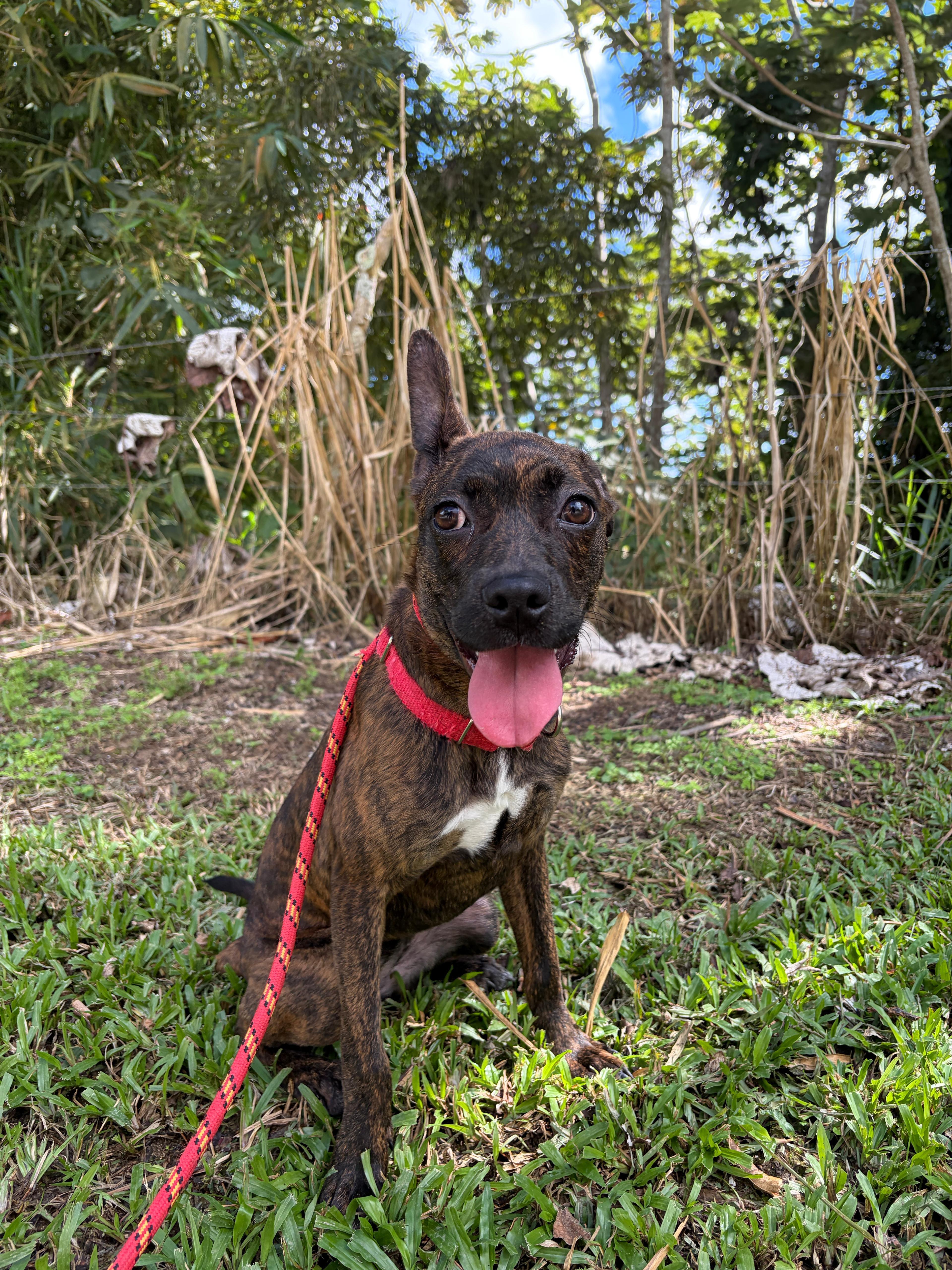Enlarge Ophelia, a Adoptable mixed breed in Morristown, NJ image 1/5