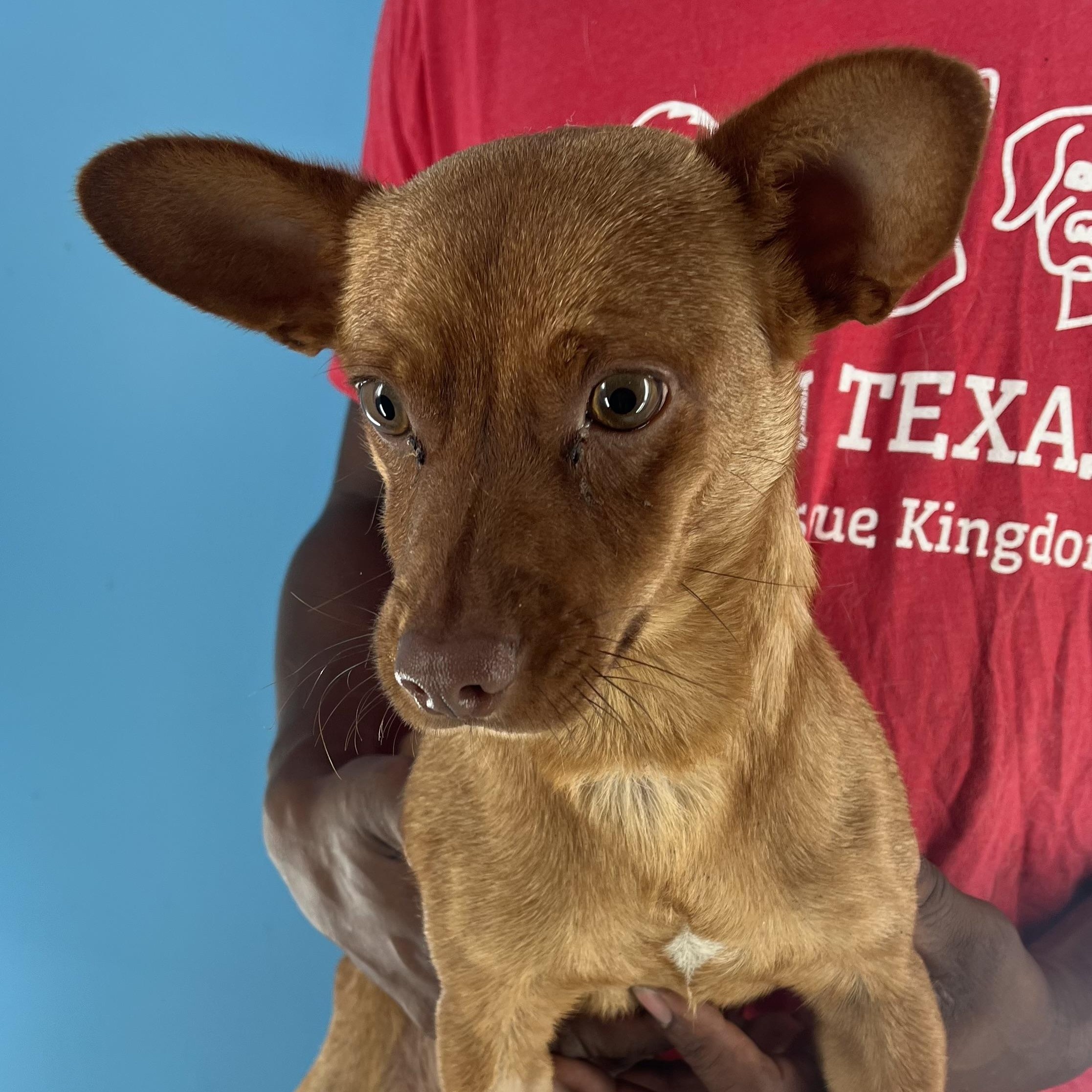 Peanut - Local July 25-27 photo 6