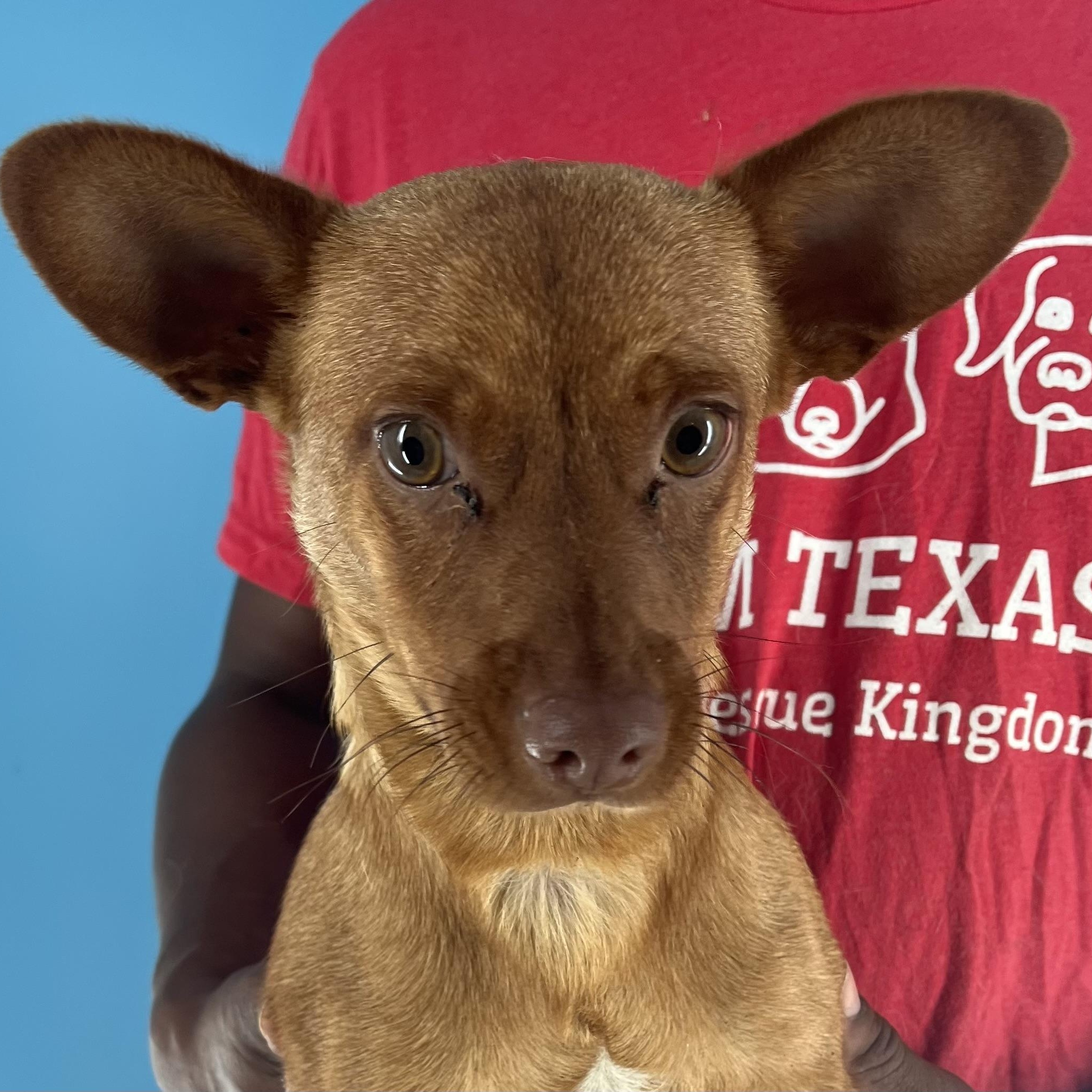 Peanut - Local July 25-27, Adult Male Chihuahua
