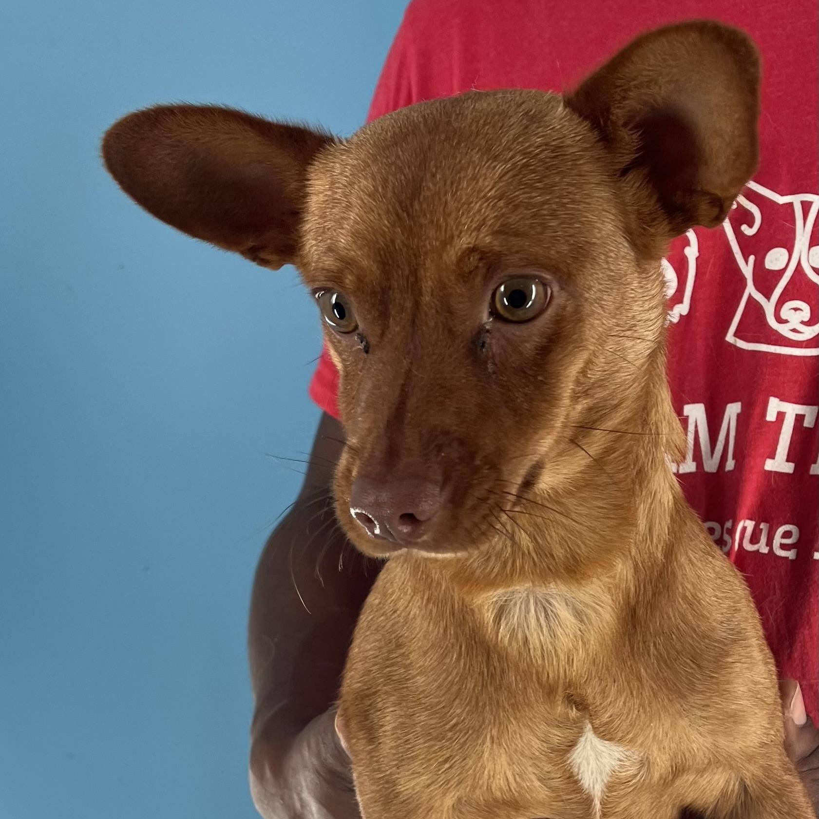 Peanut - Local July 25-27 photo 5