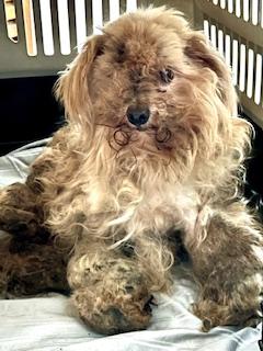Charlie, an adopted mixed breed in Ladson, SC image 3/3