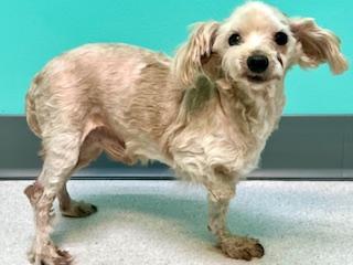 Charlie, an adopted mixed breed in Ladson, SC image 2/3