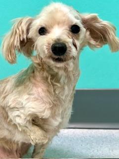 Charlie, adopted, Senior Male Poodle & Shih Tzu.