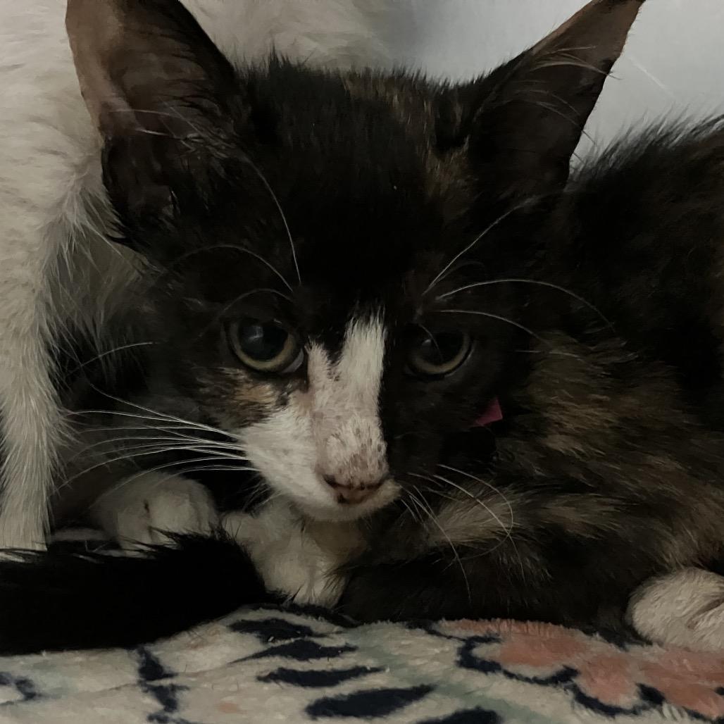 Squirrel, Adoptable, Kitten Female Domestic Short Hair.