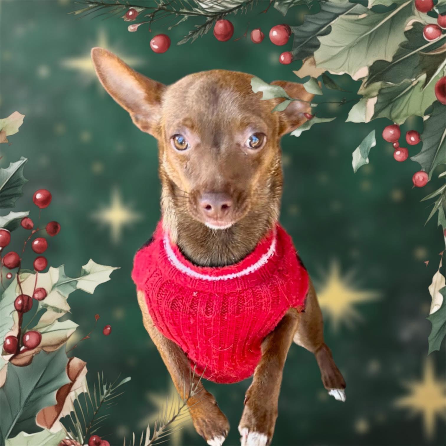 Enlarge Rosie, an adopted mixed breed in Hartwell, GA image 1/1