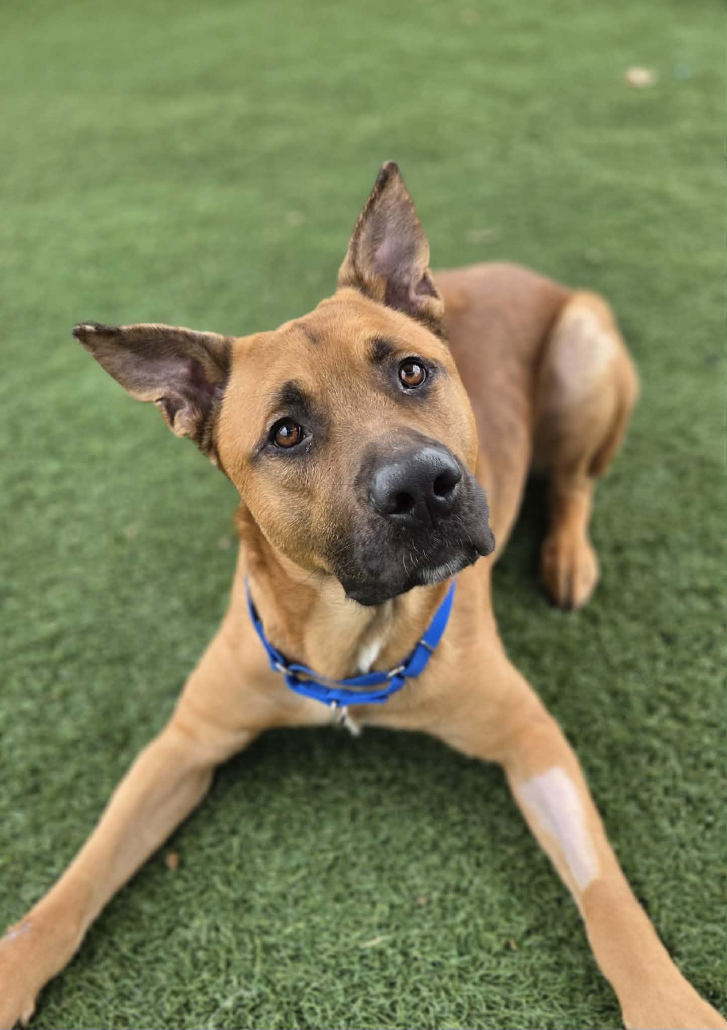 Enlarge Jerry, a ADOPTABLE mixed breed in Sparta, WI image 1/6