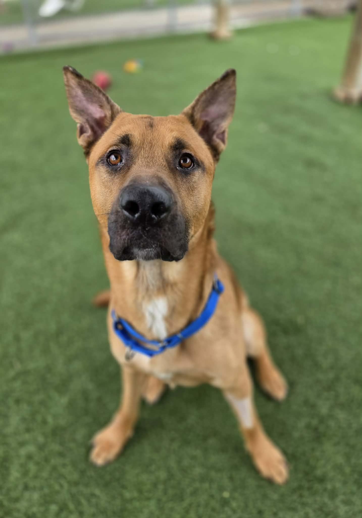 Enlarge Jerry, a ADOPTABLE mixed breed in Sparta, WI image 6/6