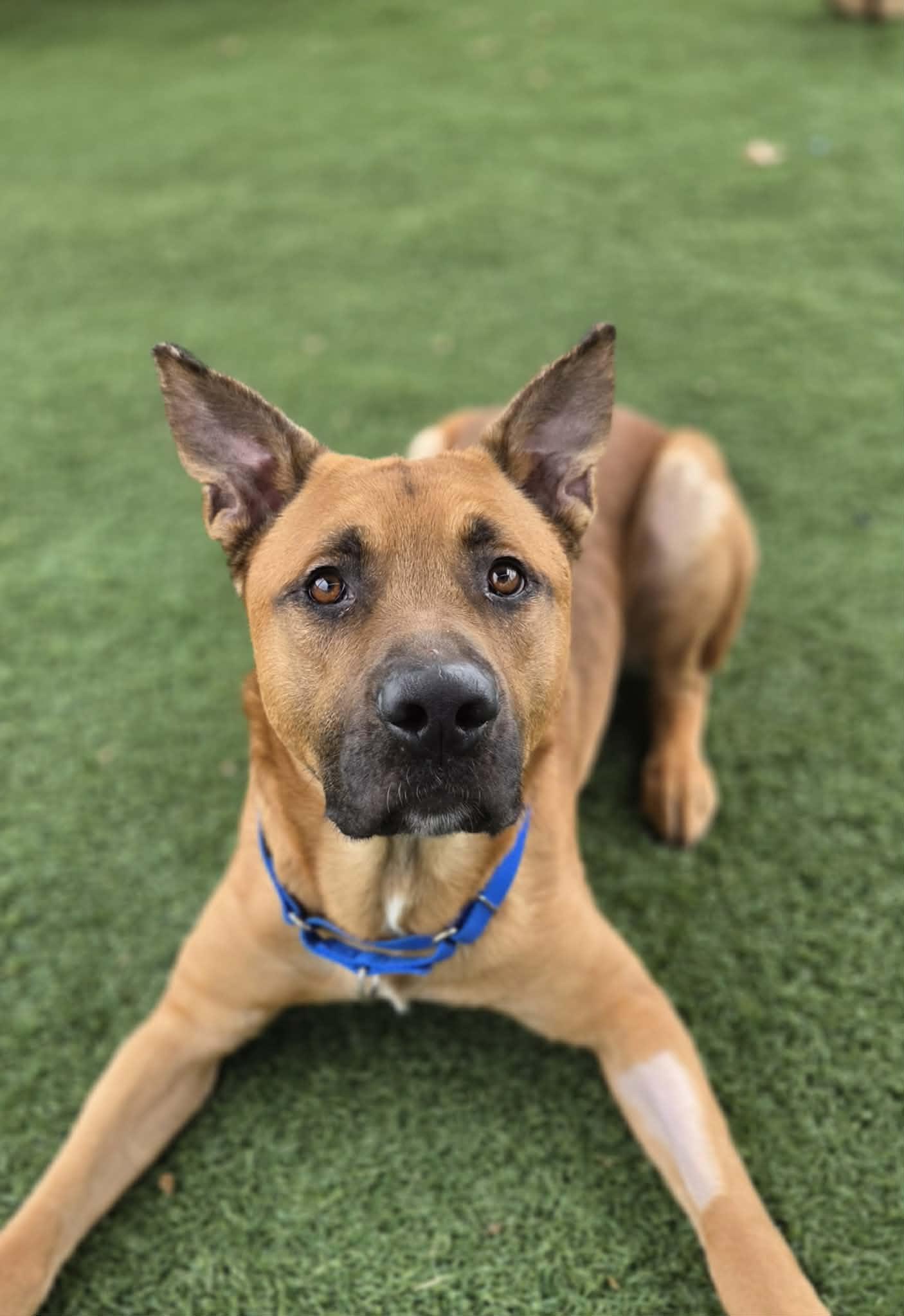 Enlarge Jerry, a ADOPTABLE mixed breed in Sparta, WI image 3/6