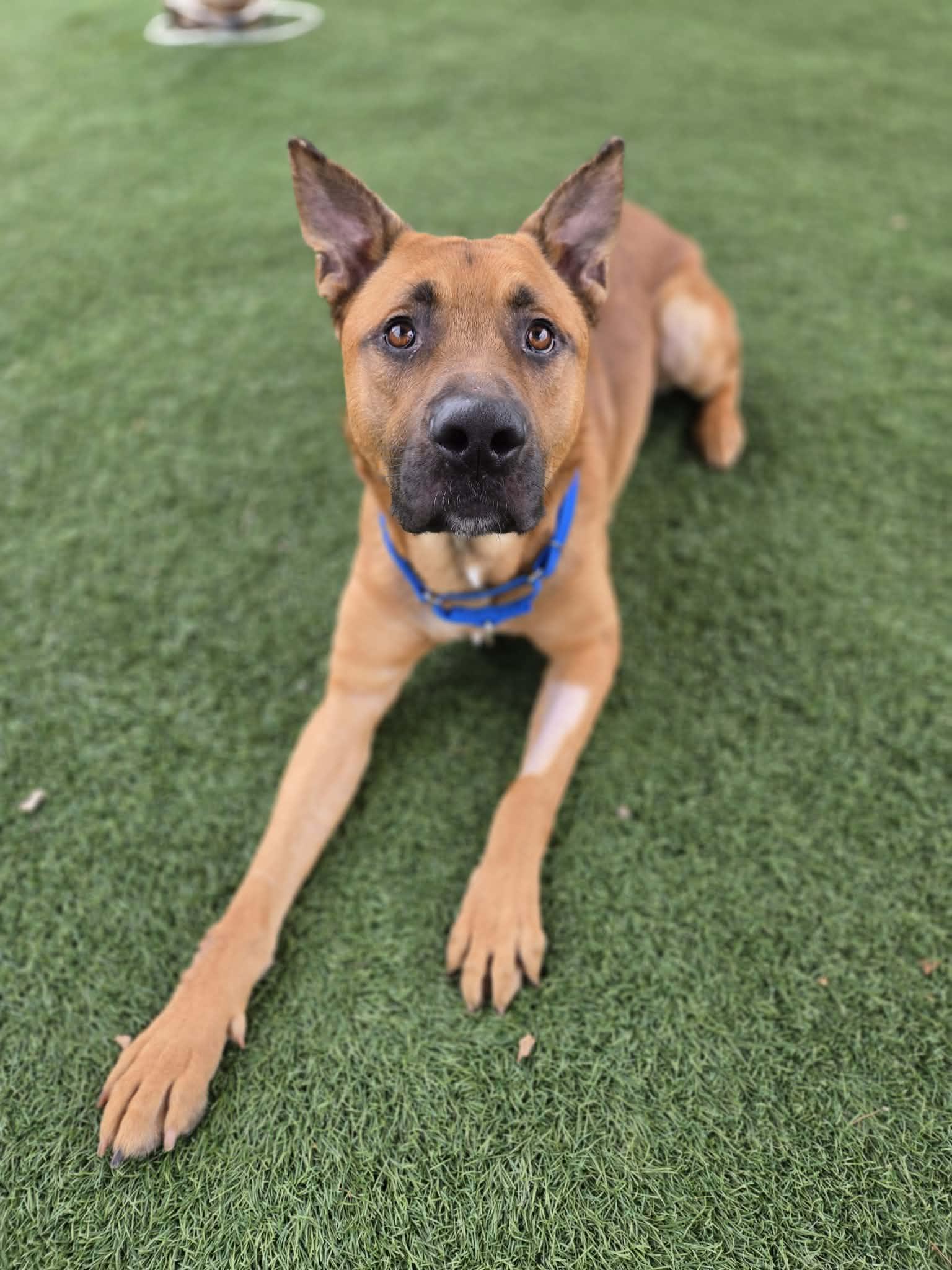 Enlarge Jerry, a ADOPTABLE mixed breed in Sparta, WI image 2/6