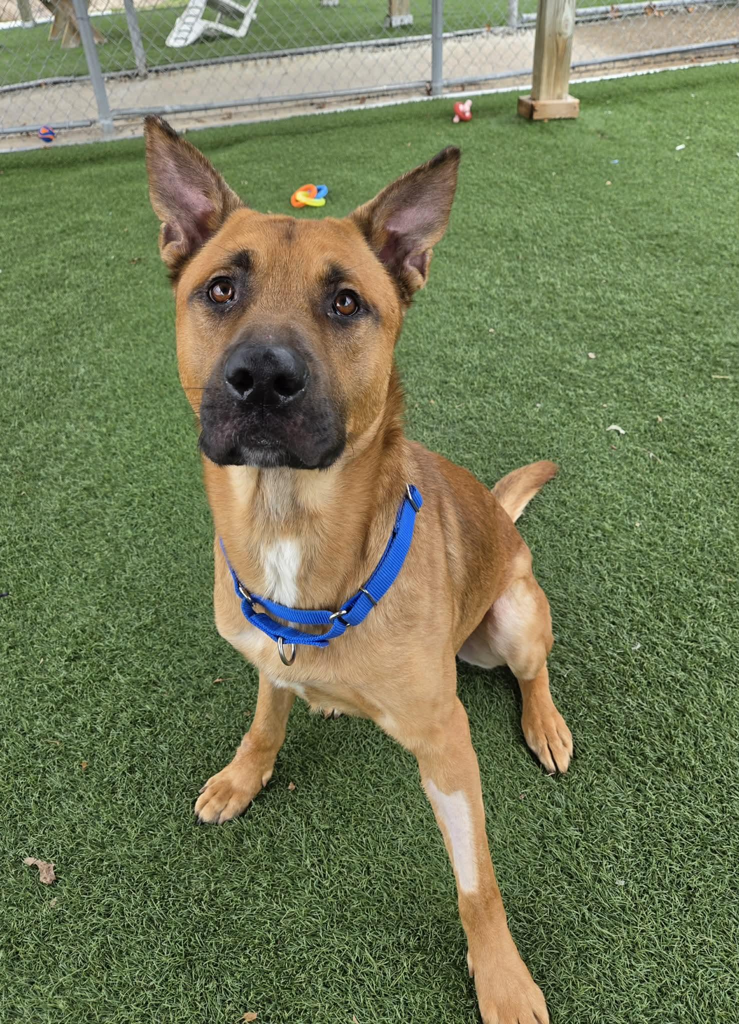 Enlarge Jerry, a ADOPTABLE mixed breed in Sparta, WI image 4/6