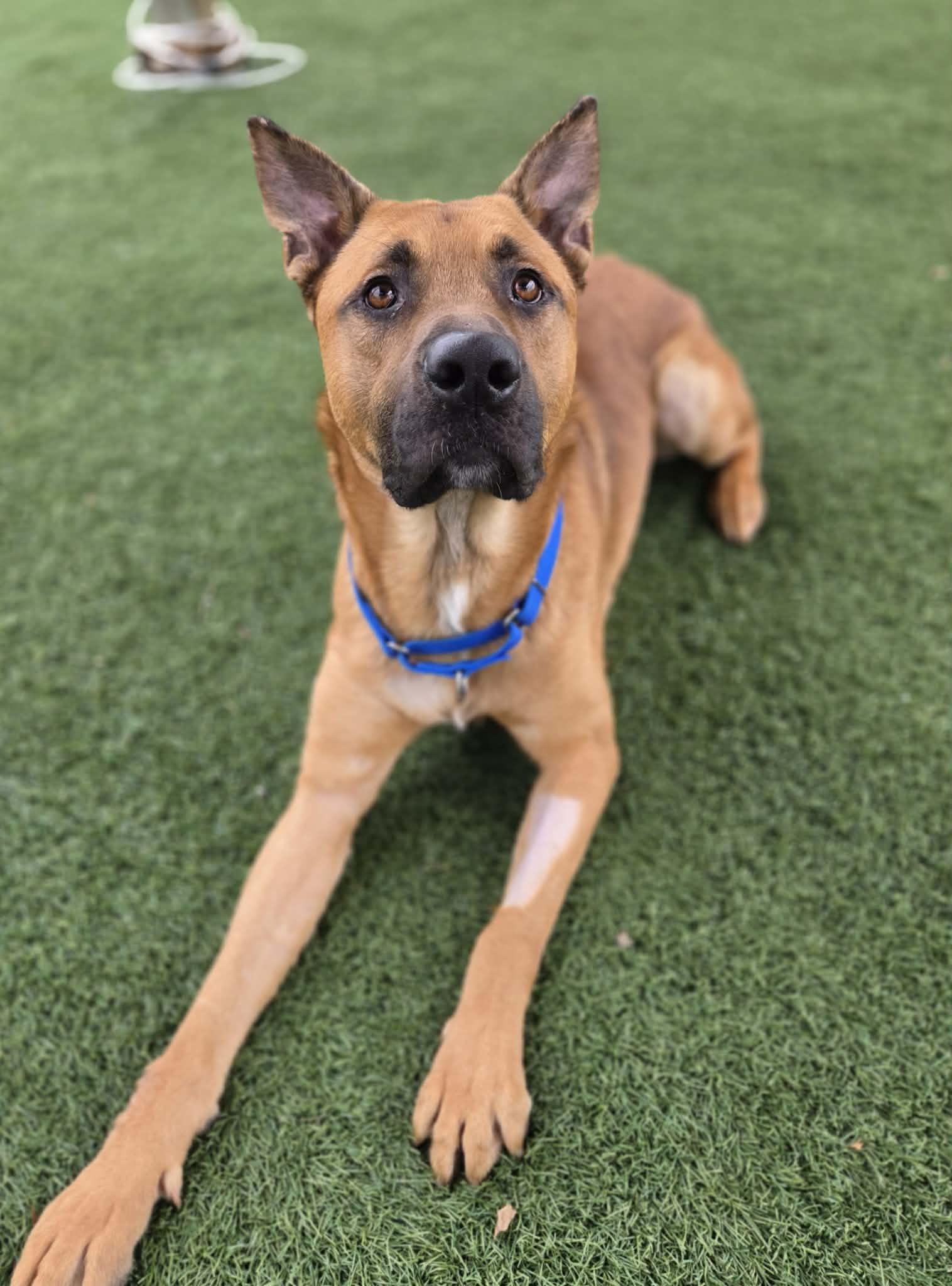 Enlarge Jerry, a ADOPTABLE mixed breed in Sparta, WI image 5/6