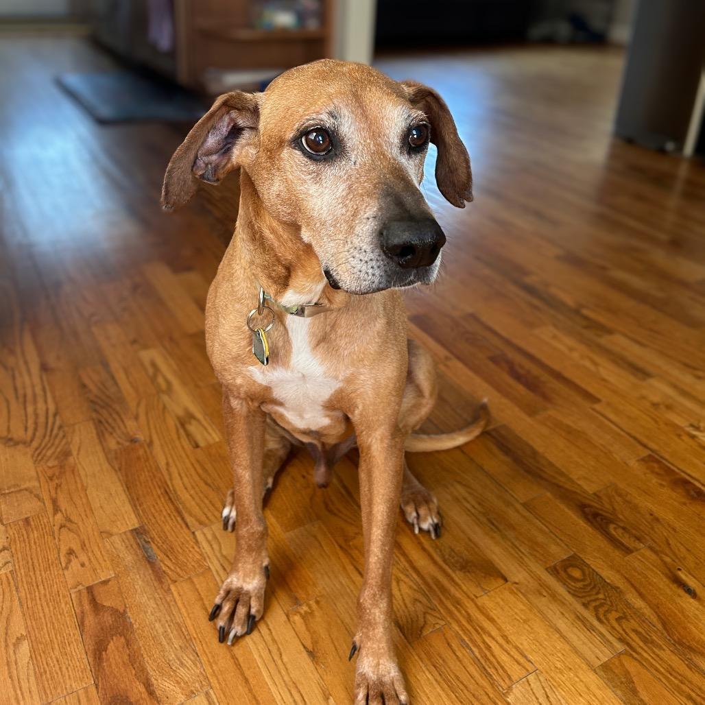Duma, Adoptable, Senior Male Rhodesian Ridgeback & Mixed Breed.