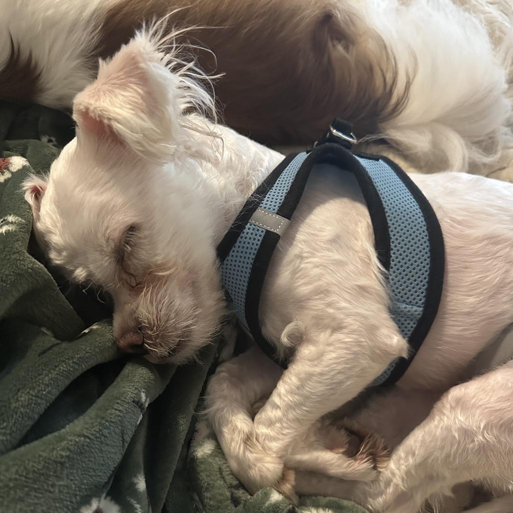 Sweetie Pie, Adoptable, Adult Male Maltese & Mixed Breed.
