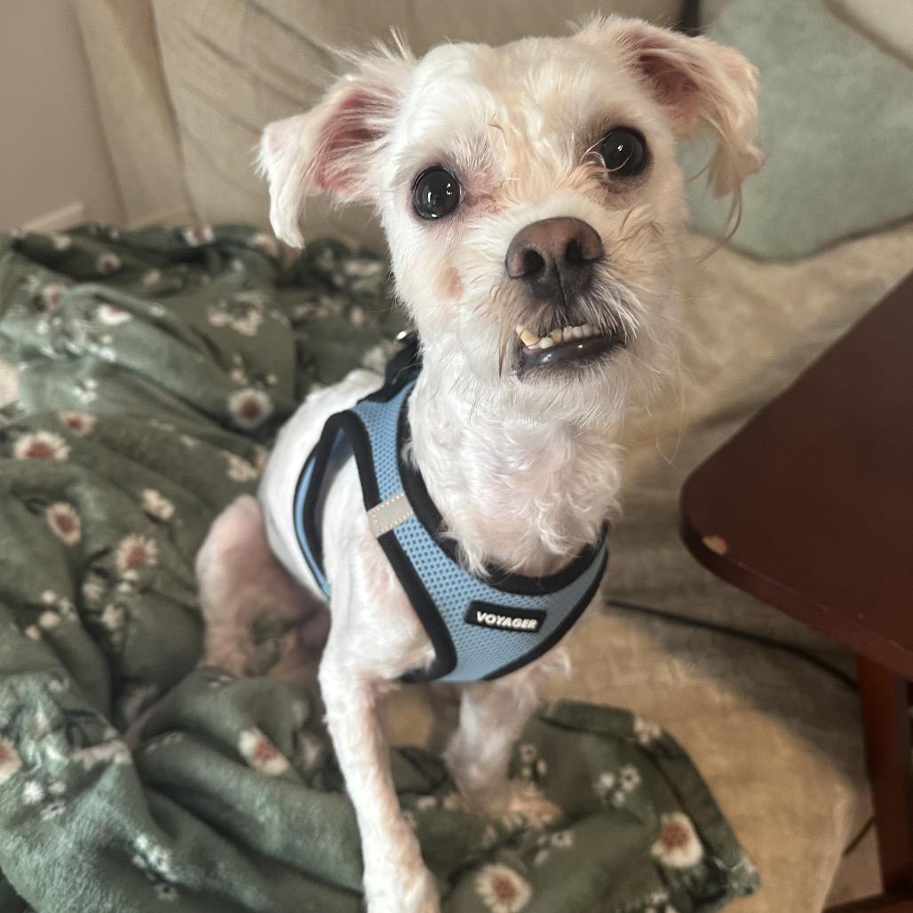 Sweetie Pie, a Adoptable mixed breed in Durham, NC image 2/6