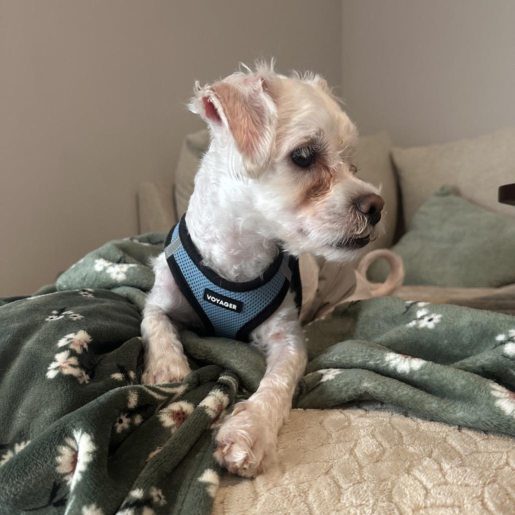 Sweetie Pie, a Adoptable mixed breed in Durham, NC image 3/6
