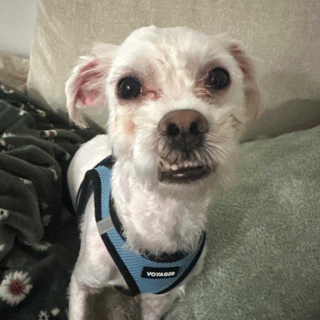 Sweetie Pie, a Adoptable mixed breed in Durham, NC image 4/6