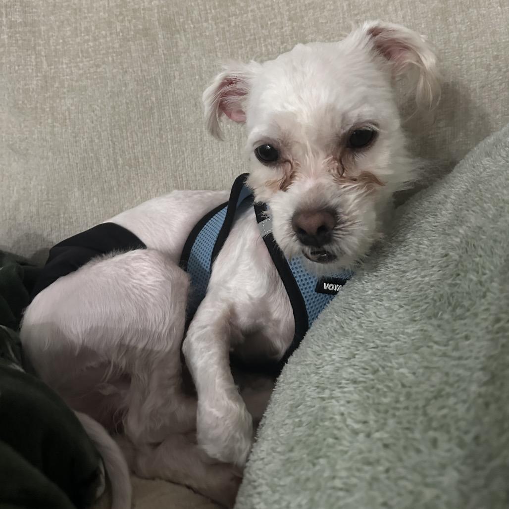 Sweetie Pie, a Adoptable mixed breed in Durham, NC image 6/6