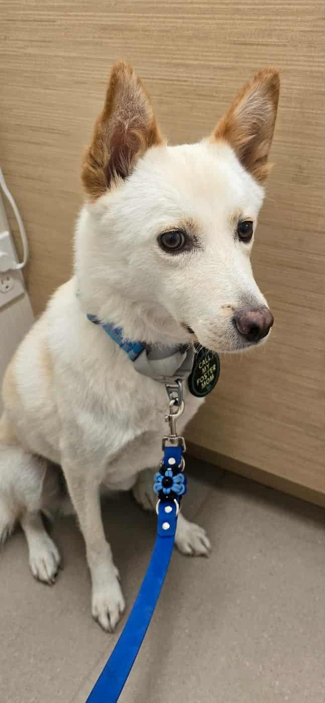 Snow, ADOPTABLE, Adult Male Jindo.