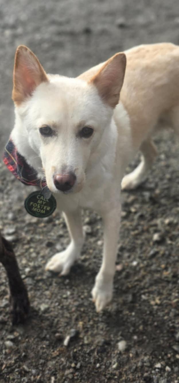 Enlarge Snow, a ADOPTABLE mixed breed in Puyallup, WA image 2/2
