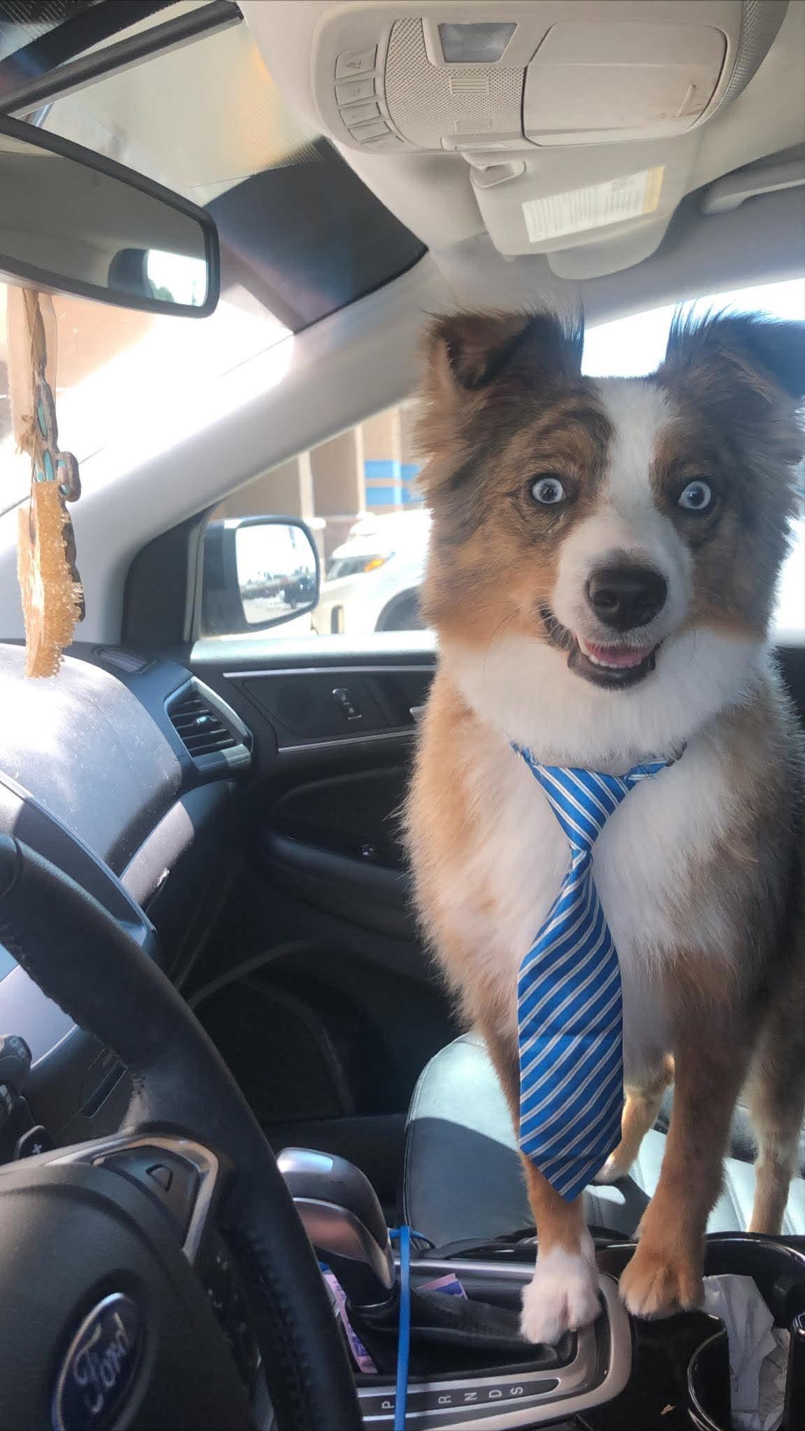 Enlarge Brainteaser Brady, a Adoptable Australian Shepherd in Glastonbury, CT image 4/6